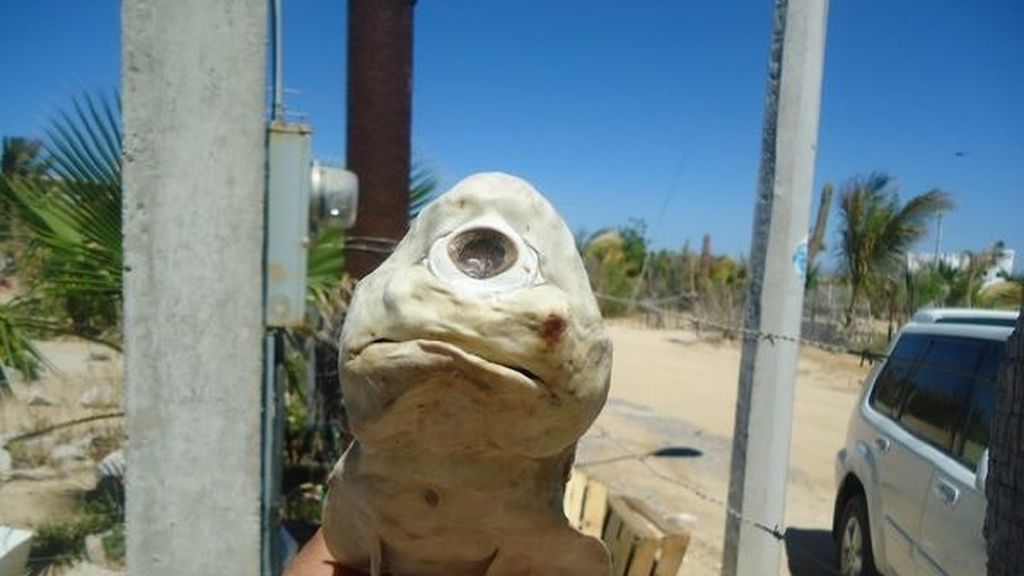 Hallan un tiburón cíclope albino
