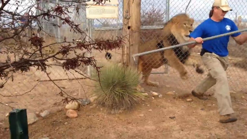 Un cuidador cree haber hecho bien su trabajo y un león le da un susto de muerte