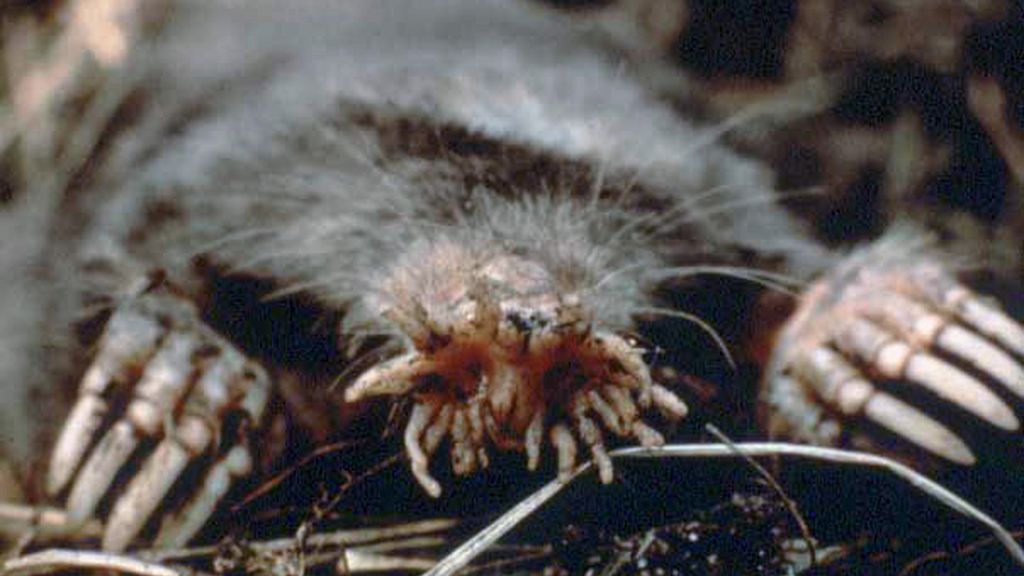 Condylura cristata (topo con nariz de estrella)