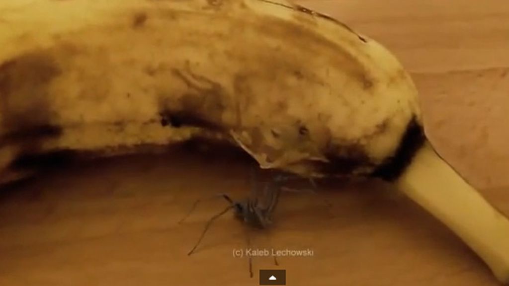 El vídeo viral de una araña que sale de un plátano, ¿realidad o montaje?