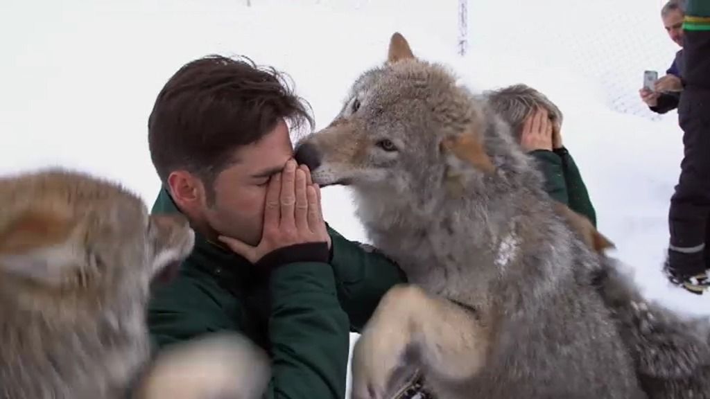 Un lobo salvaje araña el ojo a David Bustamante en su aventura en Noruega
