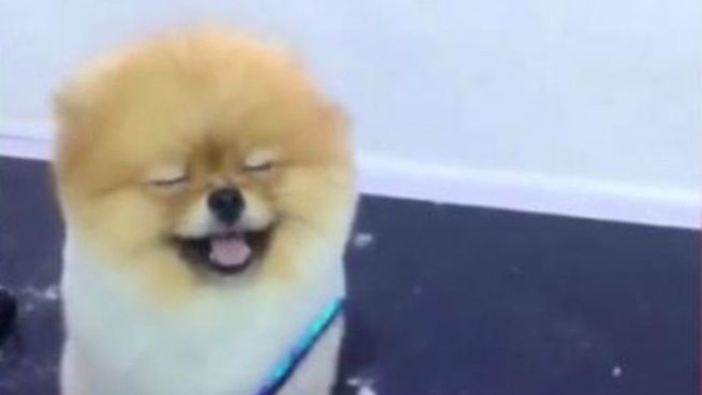 La felicidad de este perro en la peluquería revoluciona la Red