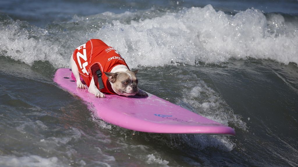 Un concurso de surf... ¡para perros!