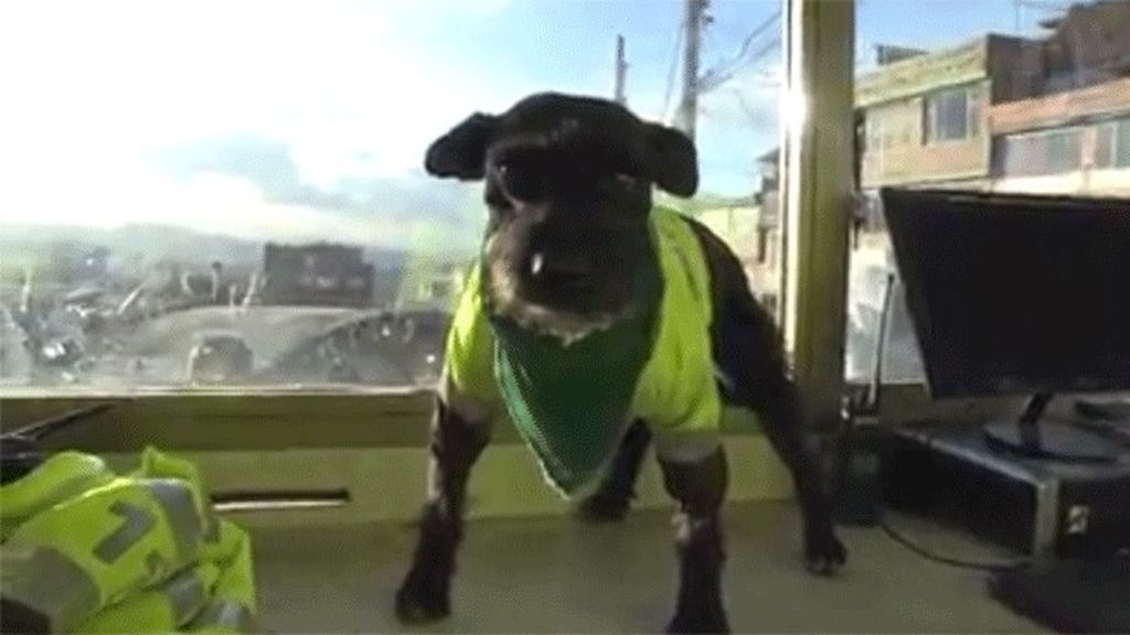 Ñero, un perro policia