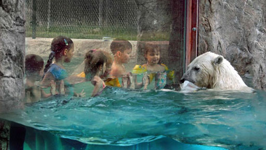 Un baño con... osos polares