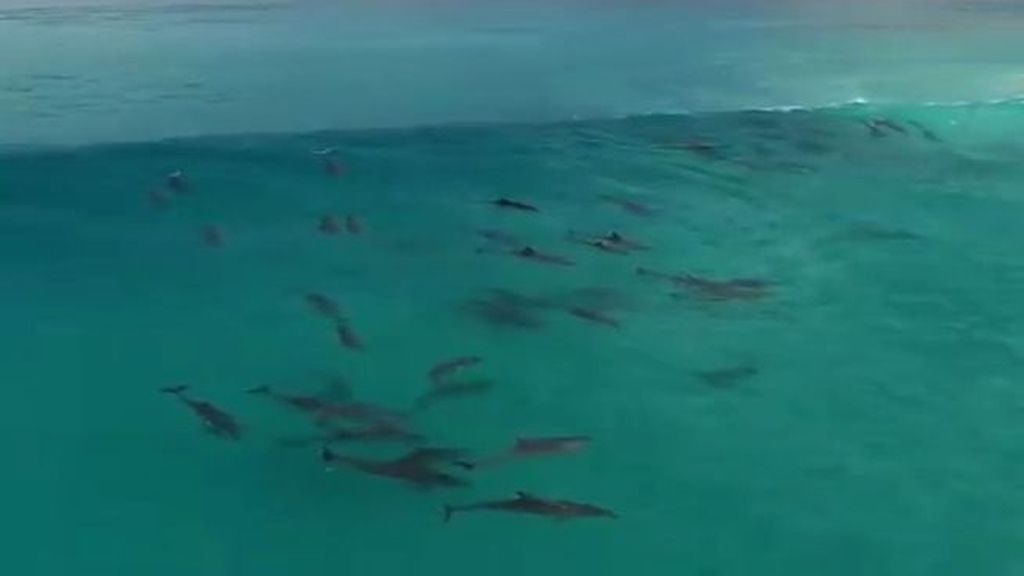 El increíble vídeo de unos delfines que paralizaron un torneo de surf