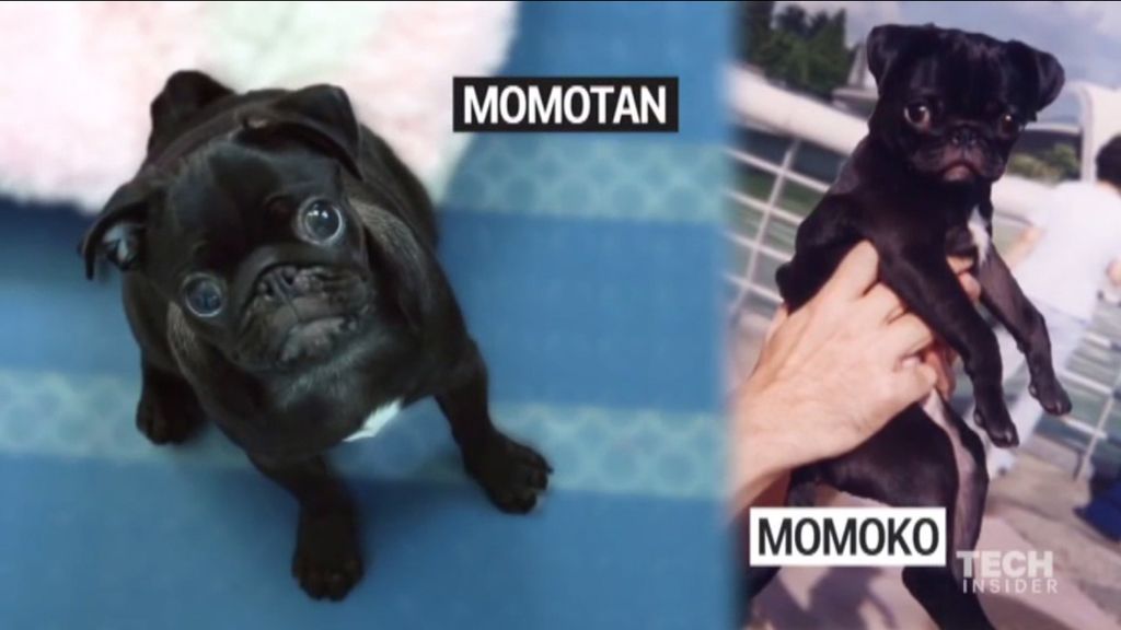 Una empresa surcoreana ofrece clonar mascotas por 80.000 euros