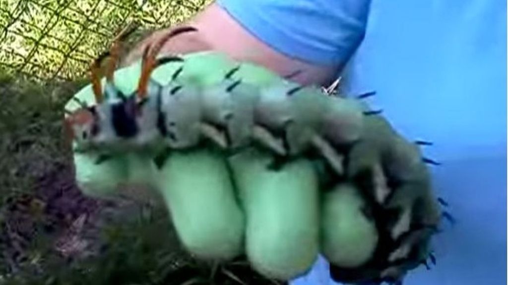 Gran sorpresa al encontrar una monstruosa oruga gigante en un jardín