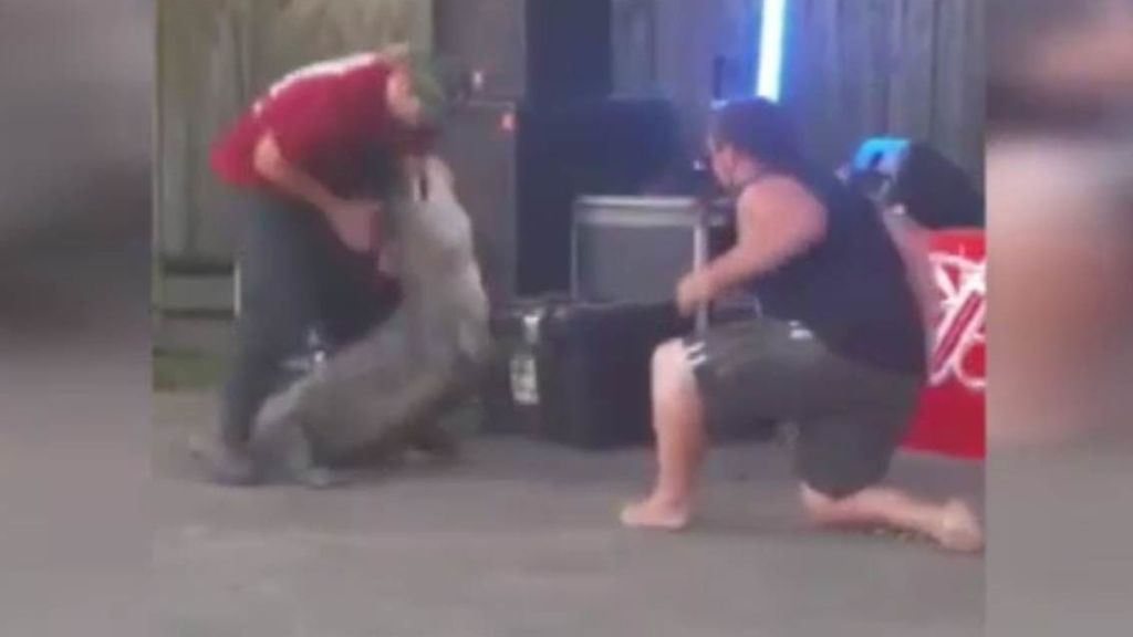 Un cocodrilo ataca a su entrenador durante una exhibición en Texas