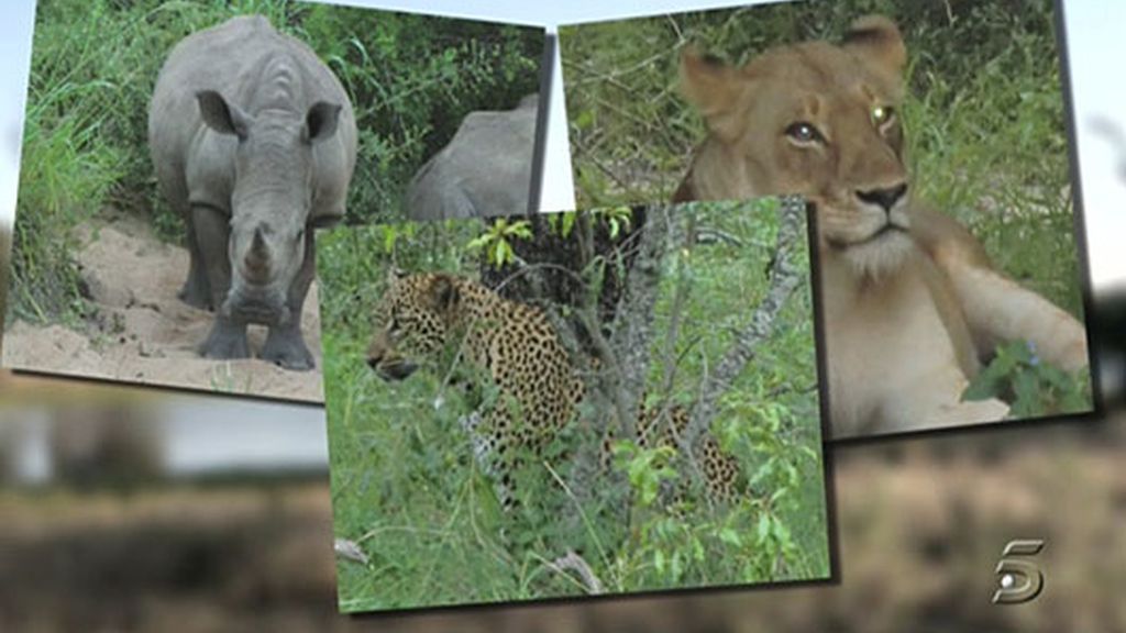 El safari de Jorge Javier Vázquez