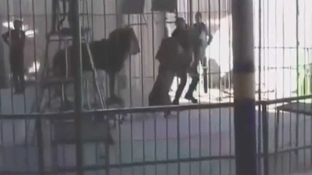 Un león mata a su domador ante la mirada de los niños en un circo en Egipto