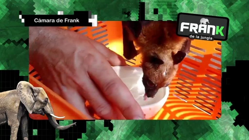 Frank cura a un murciélago herido