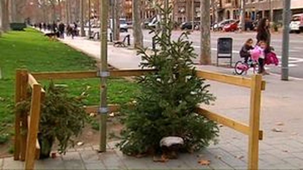 Comienza la campaña de recogida de los árboles de Navidad