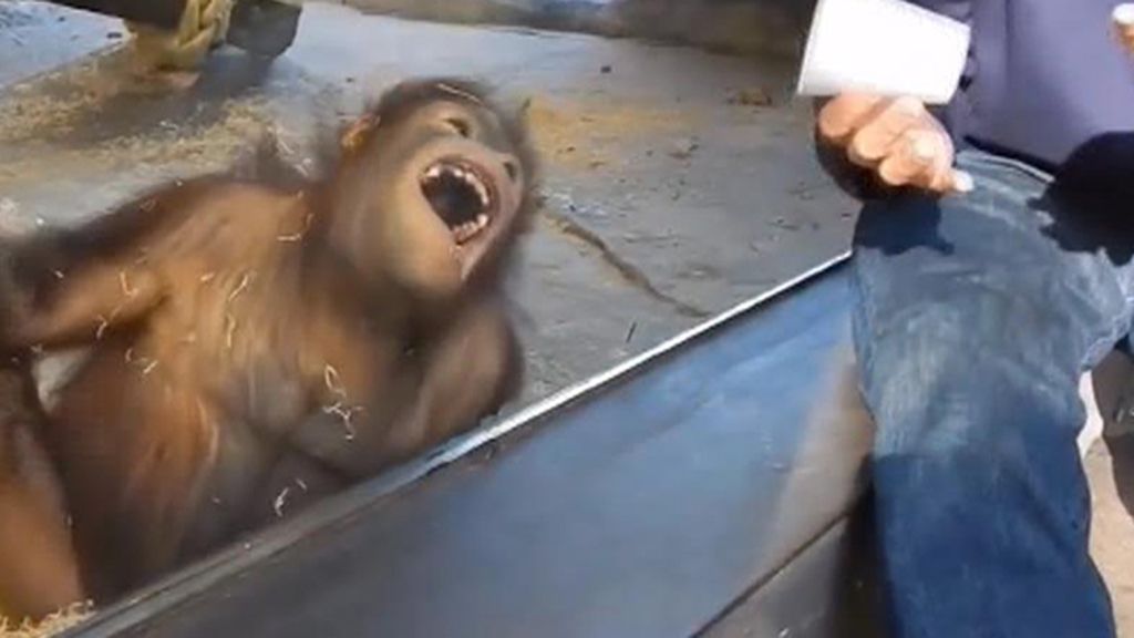 Un orangután, una castaña, un vaso y... ¡a partirse de risa!