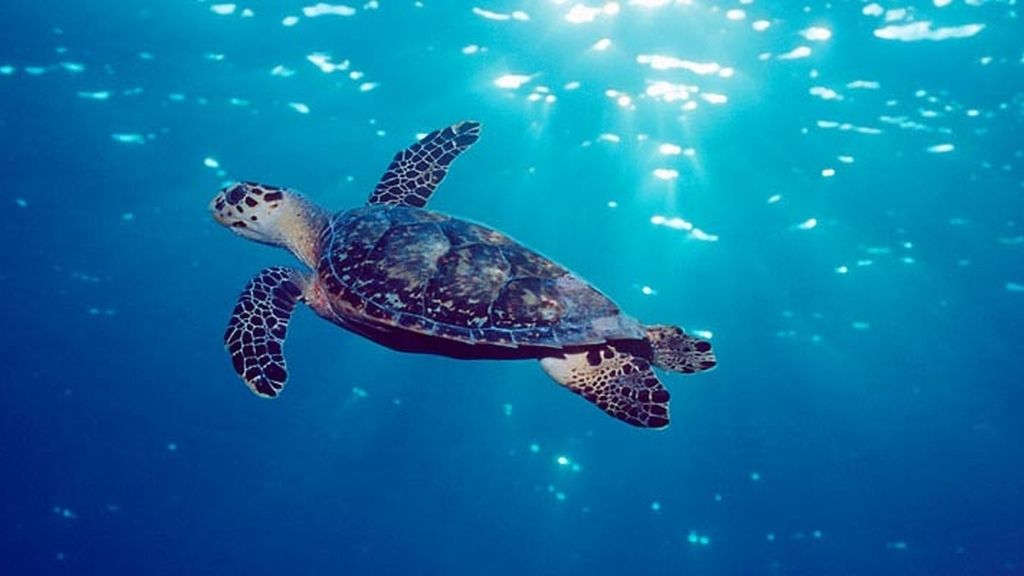 El sorprendente mundo animal