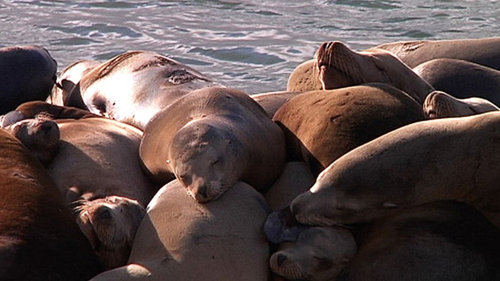 Cuna del movimiento 'hippie' y de la homosexualidad