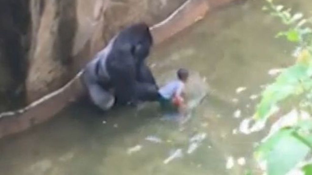 Angustioso momento en el que un gorila atrapa a un bebé en un zoo