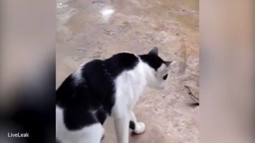 Surrealista: un gato juguetea con una serpiente atrapada en la boca de un sapo