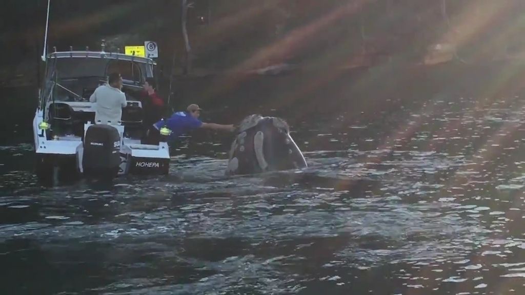 Pescadores socorren a una ballena