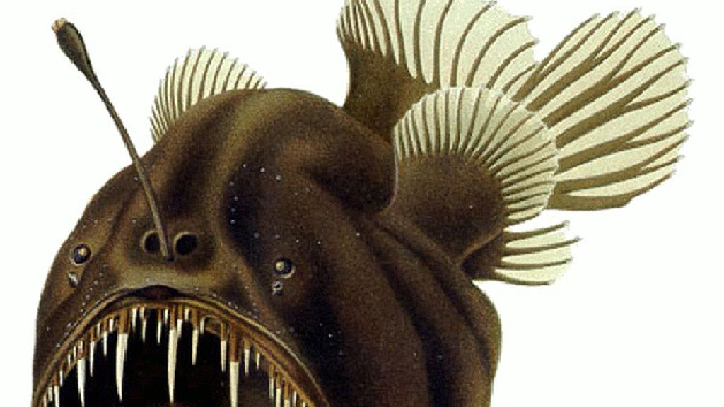 Rape de aguas profundas