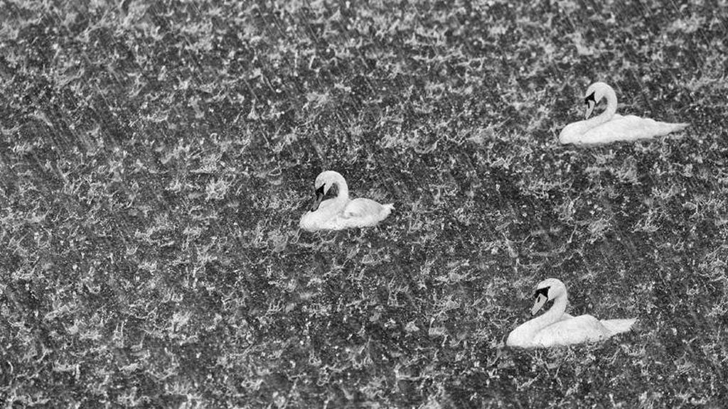 La naturaleza a concurso