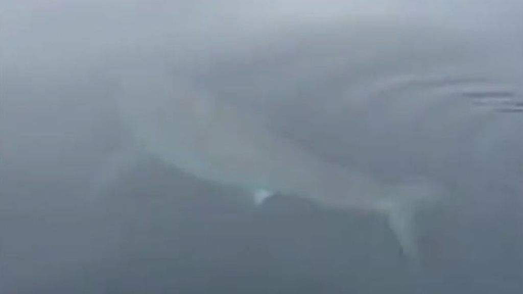 Aterrador momento en que un tiburón blanco acecha un bote con un padre y un hijo