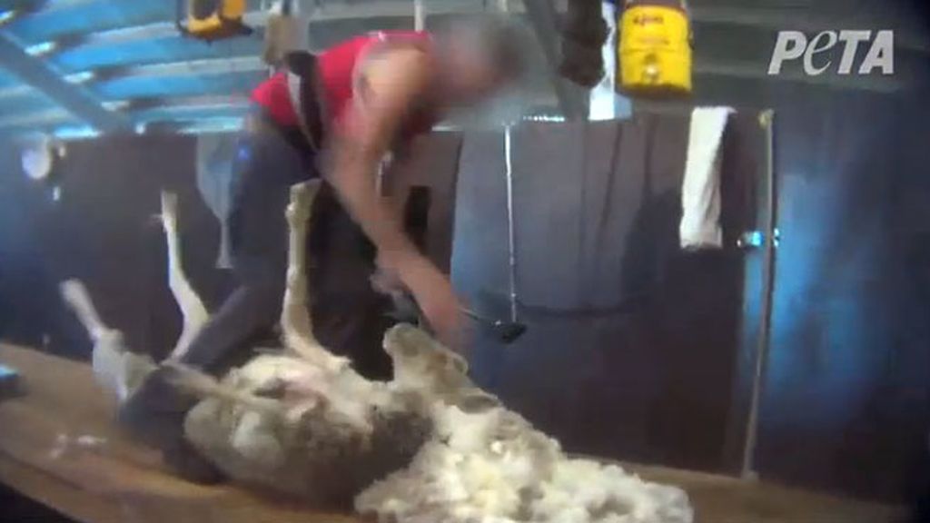 Dolorosas imágenes revelan el oscuro camino de la lana