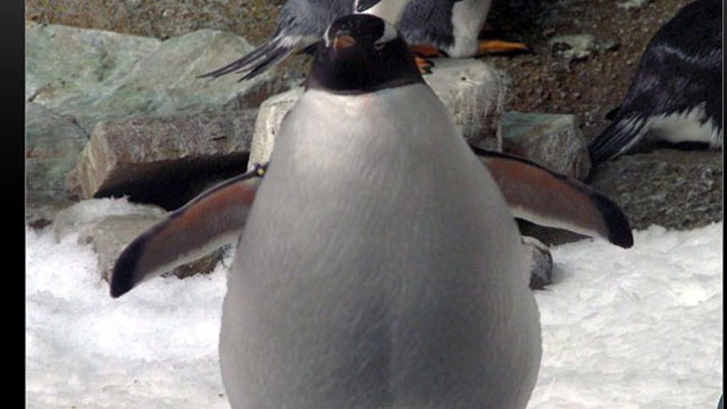 La obesidad en el reino animal