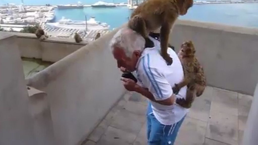 Monos de Gibraltar acaban ‘exiliados’ en Escocia por su agresividad
