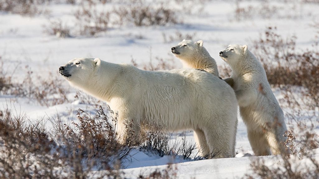 El sorprendente mundo animal
