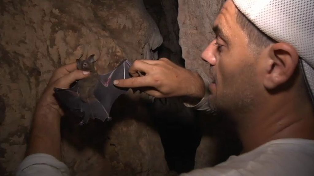 El murciélago más grande del mundo y el más pequeño en la nueva entrega de 'Frank de la jungla'