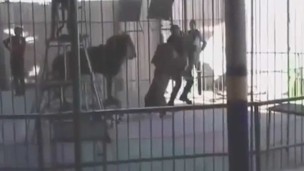 Un león mata a su domador ante la mirada de los niños en un circo en Egipto