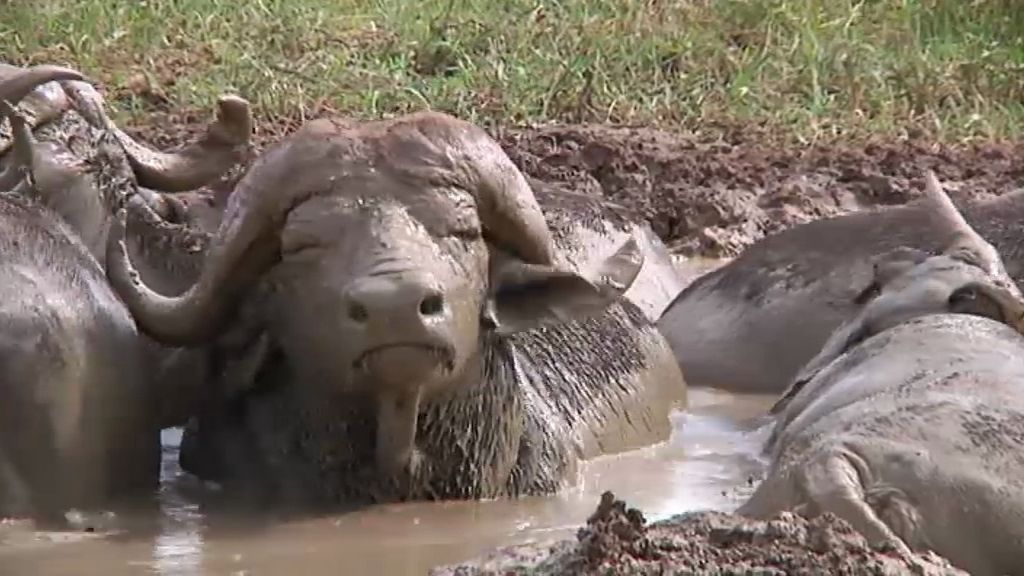 Un paseo por la Sabana