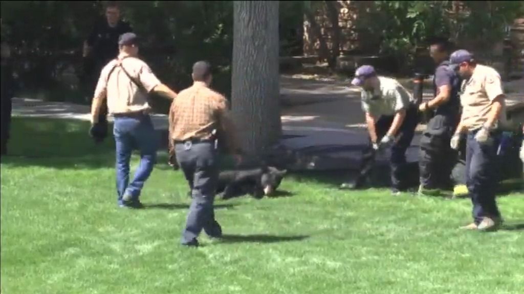 ¡Cuidado, un oso salvaje por el campus!