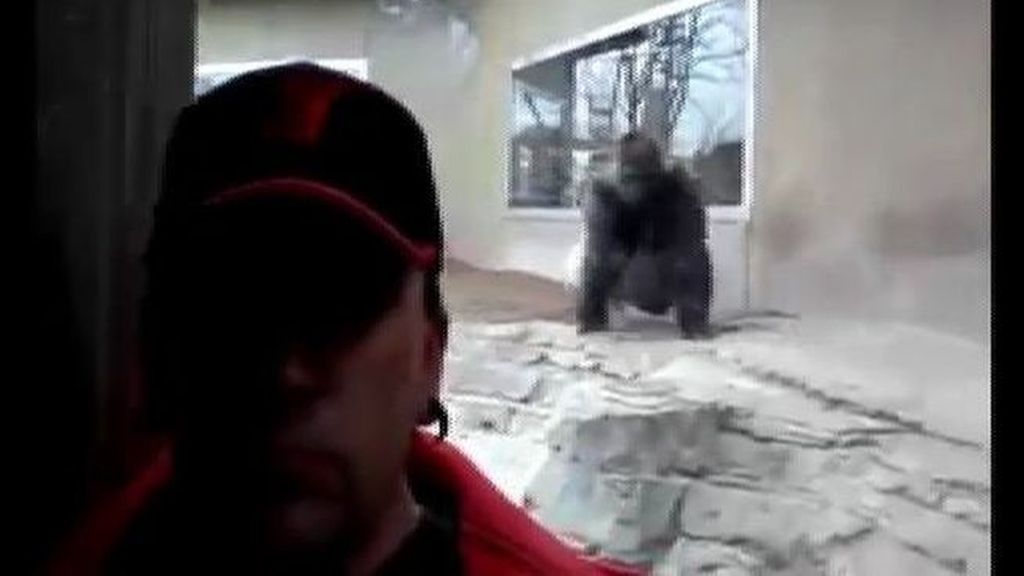 Un gorila demuestra su furia por...¡un selfie!