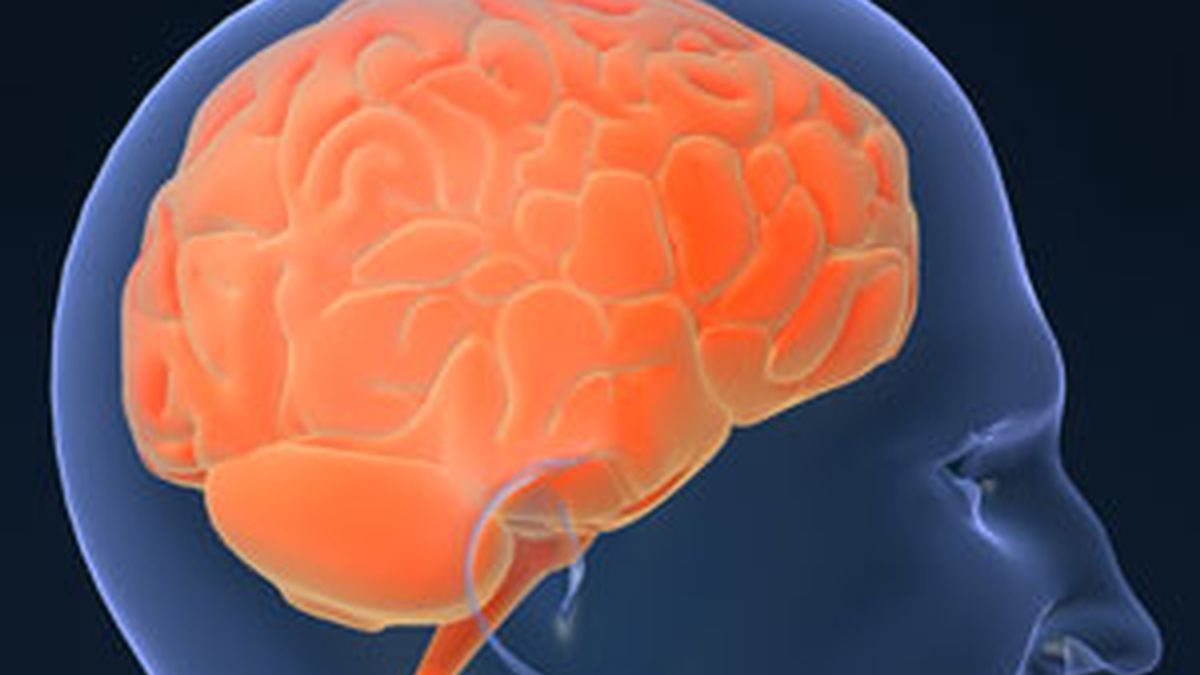 El lóbulo temporal medio del cerebro (MTL) tiene un papel importante en la memoria declarativa. Foto: Gtres