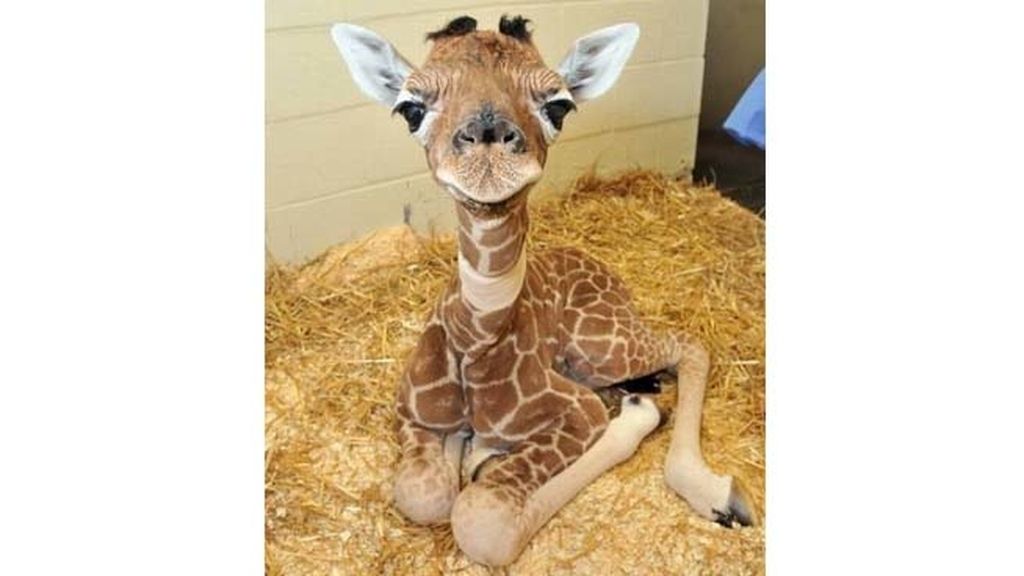 El sorprendente mundo animal