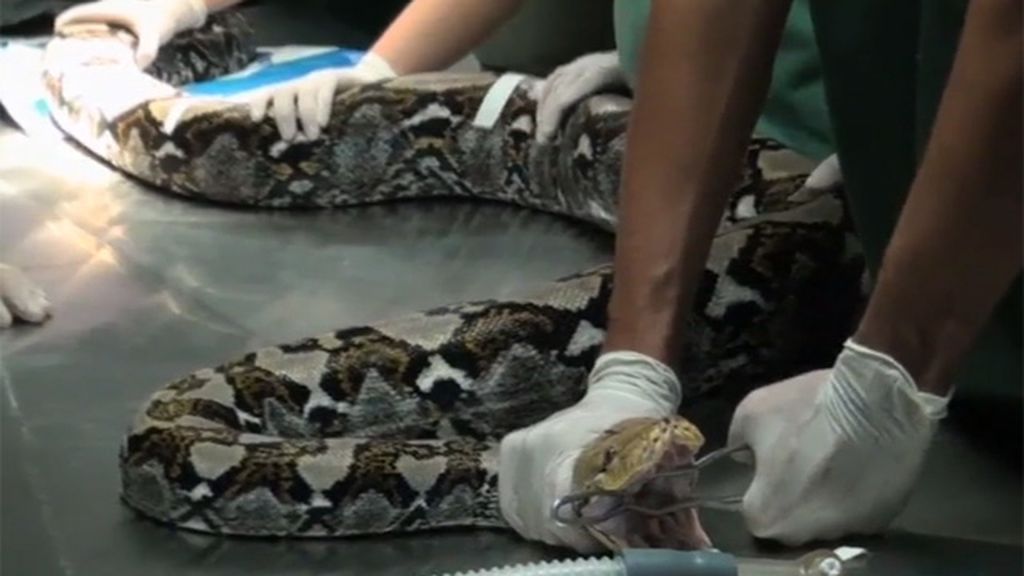 La asombrosa operación de una serpiente pitón de cinco metros