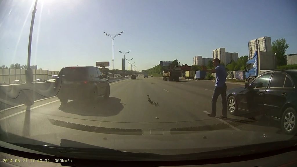 Así es el arriesgado cruce de una mamá pata y sus patitos en una autopista de Moscú
