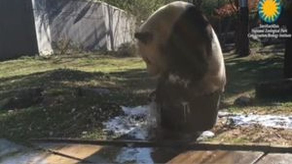 El relajante baño de Tian Tian, oso panda del zoo de Washington