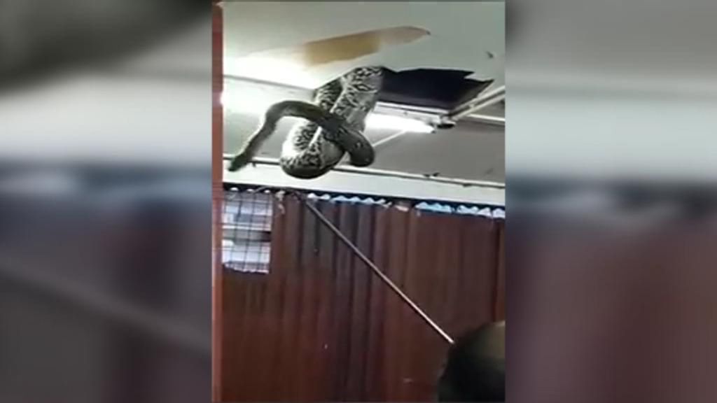 Una serpiente gigante paraliza a todos los clientes de un restaurante en Japón