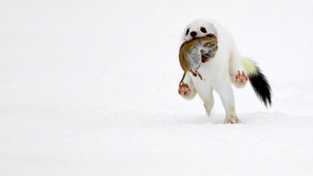 La naturaleza a concurso