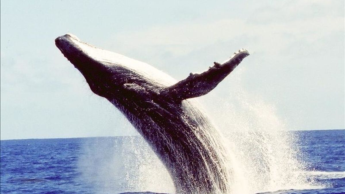 Fotografía facilitada por Greenpeace Internacional de una ballena jorobada, una especie que es capaz de navegar durante semanas miles de kilómetros en línea recta y de ser tan precisa en su ruta como un GPS, según un estudio de científicos neozelandeses divulgado hoy. EFE