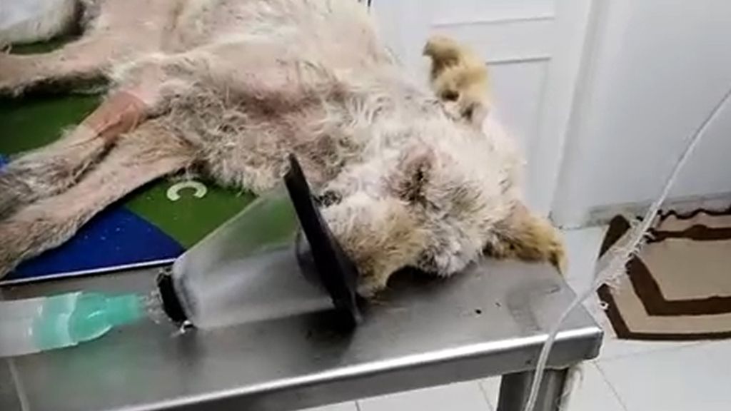 Se busca al dueño de Life, un perro maltratado que casi pierde la vida