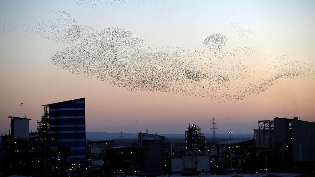 Una marea migratoria de estorninos conquista el cielo de Israel