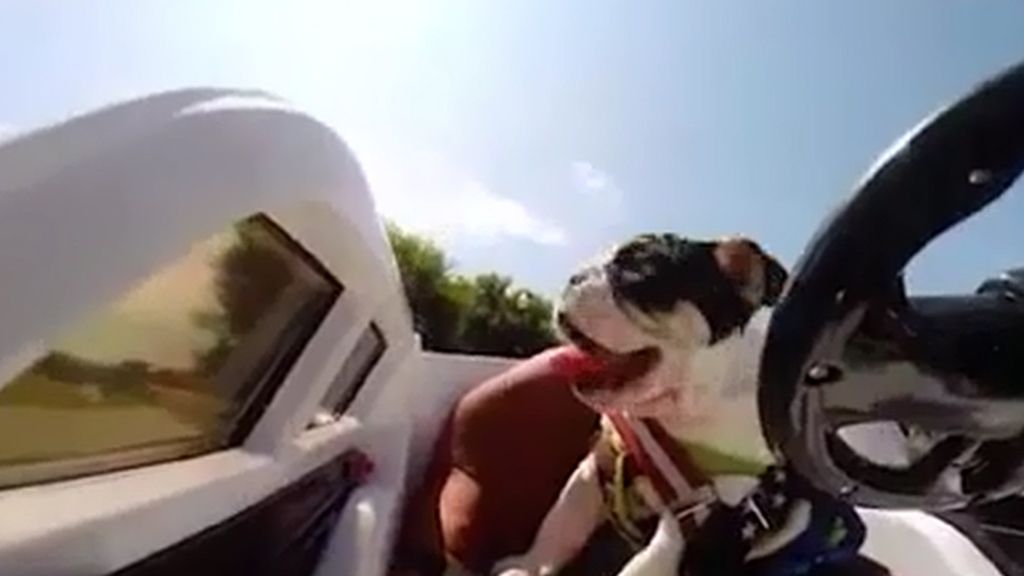 Bonsai, el perro que ha derretido corazones de medio mundo