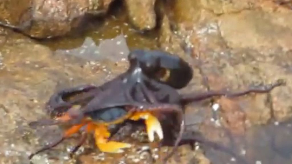 Espectacular ataque de un pulpo a un cangrejo desprevenido