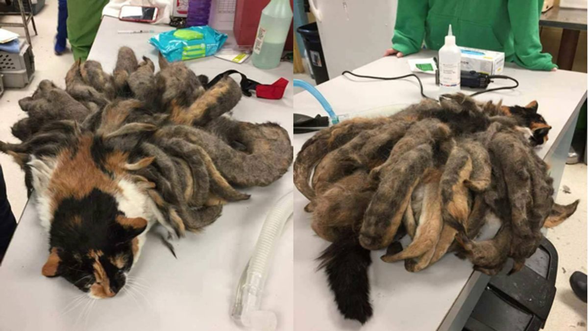 Rescatan a un gato con enormes "rastas" de pelo Rescatan a un gato con enormes "rastas" de pelo