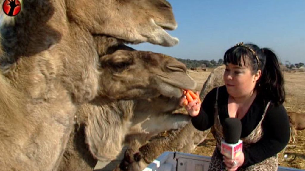 La reportera bautiza como 'Sálvame' y 'Deluxe' a dos llamas