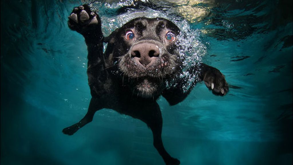 Perros...pasados por agua